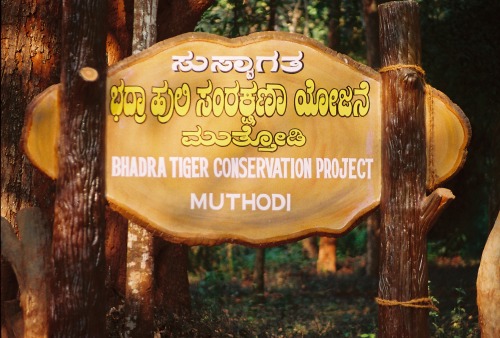 Wayfinding and Typographic Signs - tiger-territory-2