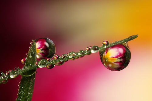 Macro Photography