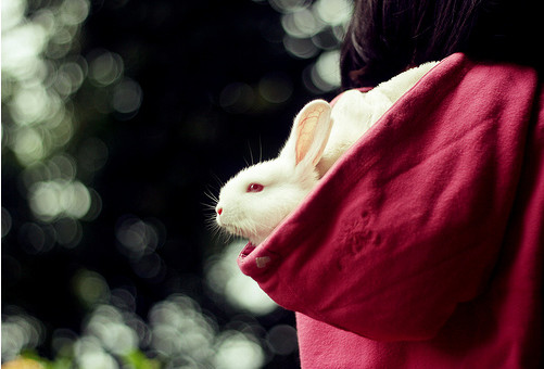 Beautiful Photography - bunny bokeh