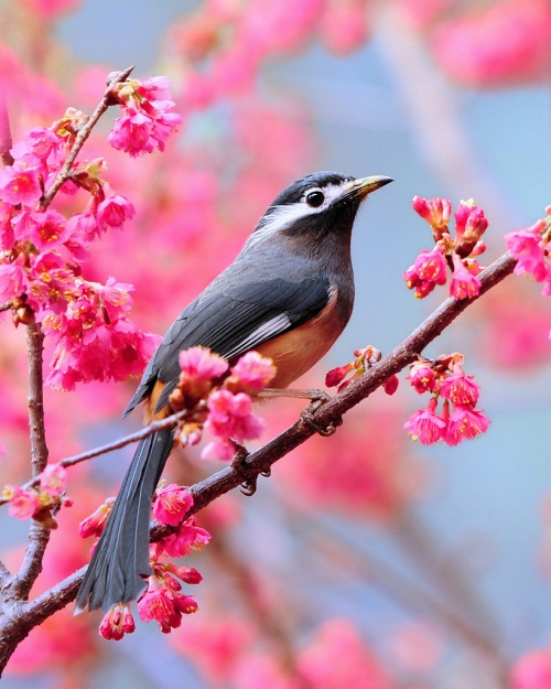 beautiful pictures of animals and birds