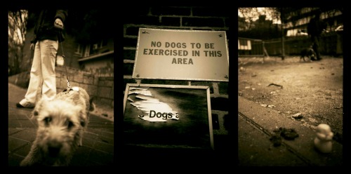 Wayfinding and Typographic Signs - dog---no-dogs---doggy-doo
