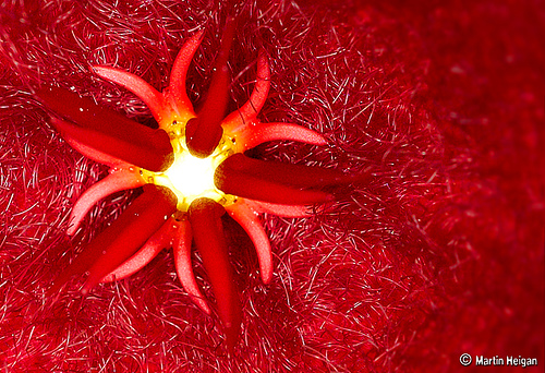 Stapelia leendertziae flower
