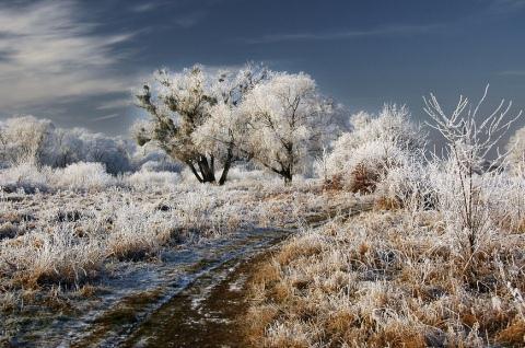 Winter Wonderland Photo