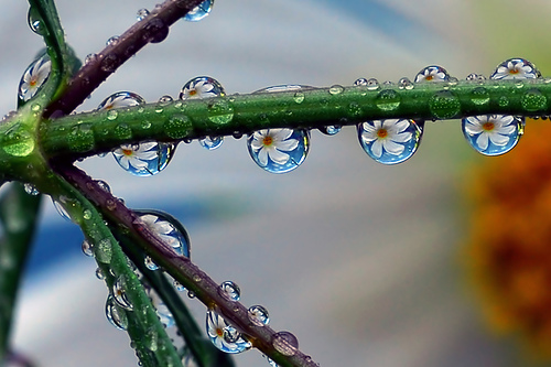 Daisy macro