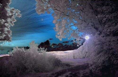 Infrared Photo