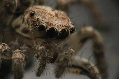 Spider macro