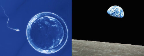 An egg on the verge of fertilization and “Earthrise,” taken by Apollo 8 astronaut William Anders in 1968.