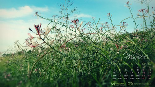 Field Wild Flowers