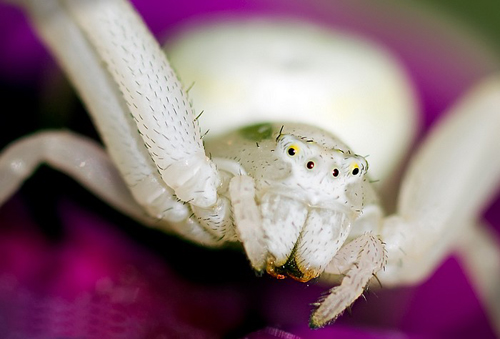 White Spider macro