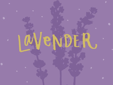 Lavender, hand lettering by Jess Levitz
